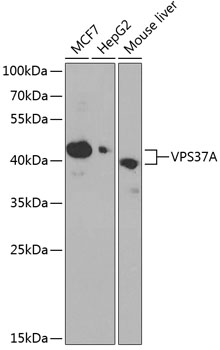 Western blot analysis of extracts of various cell lines, using VPS37A antibody (15-402) at 1:1000 dilution.<br/>Secondary antibody: HRP Goat Anti-Rabbit IgG (H+L) at 1:10000 dilution.<br/>Lysates/proteins: 25ug per lane.<br/>Blocking buffer: 3% nonfat dry milk in TBST.<br/>Detection: ECL Basic Kit.<br/>Exposure time: 90s. Western blot analysis of extracts of various cell lines, using VPS37A antibody (15-402) at 1:1000 dilution.<br/>Secondary antibody: HRP Goat Anti-Rabbit IgG (H+L) at 1:10000 dilution.<br/>Lysates/proteins: 25ug per lane.<br/>Blocking buffer: 3% nonfat dry milk in TBST.<br/>Detection: ECL Basic Kit.<br/>Exposure time: 90s.
