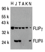 Western blot analysis of FLIP in total cell lysates from HeLa (H), Jurkat (J), THP-1 (T), A431 (A), K562 (K) and NIH3T3 (N) cells with FLIP antibody at 1:1000 dilution. Western blot analysis of FLIP in total cell lysates from HeLa (H), Jurkat (J), THP-1 (T), A431 (A), K562 (K) and NIH3T3 (N) cells with FLIP antibody at 1:1000 dilution.