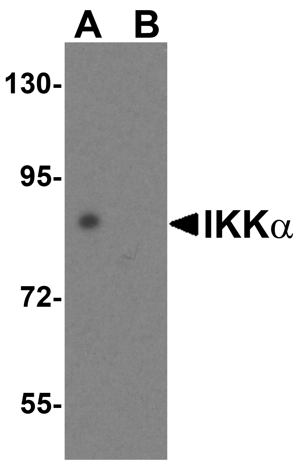 Western blot analysis of IKK alpha in HeLa cell lysate with IKK alpha antibody at 1μg/mL in (A) the absence or (B) the presence of blocking peptide. Western blot analysis of IKK alpha in HeLa cell lysate with IKK alpha antibody at 1μg/mL in (A) the absence or (B) the presence of blocking peptide.