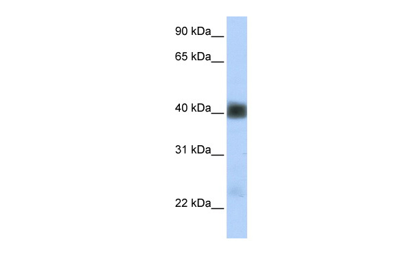 Antibody used in WB on Human Heart at 0.2-1 ug/ml. Antibody used in WB on Human Heart at 0.2-1 ug/ml.