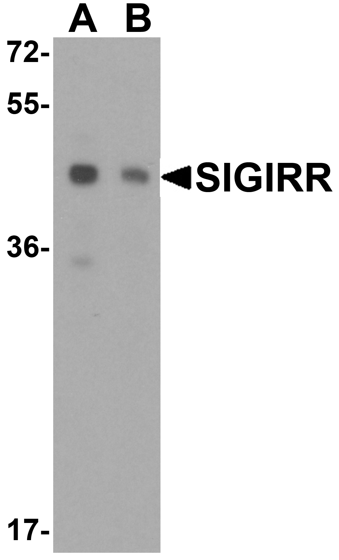 Western blot analysis of SIGIRR expression in (A) A549 and (B) MCF7 cell lysate with SIGIRR antibody at ?1 μg/ml. Western blot analysis of SIGIRR expression in (A) A549 and (B) MCF7 cell lysate with SIGIRR antibody at ?1 μg/ml.