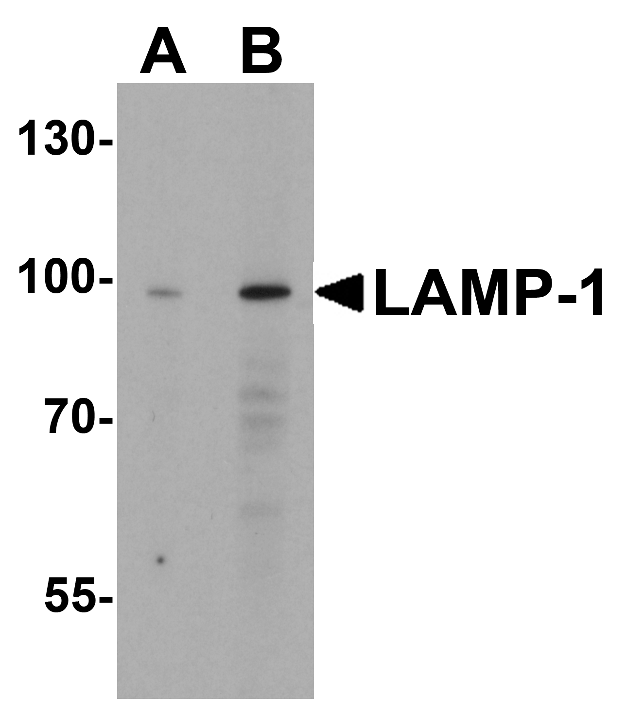 Western blot analysis of LAMP-1 in EL4 cell lysate with LAMP-1 antibody at (A) 1 and (B) 2 μg/mL.
