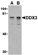 Western blot analysis of DDX3 in HepG2 cell lysate with DDX3 antibody at (A) 0.5 and (B) 1 μg/mL.