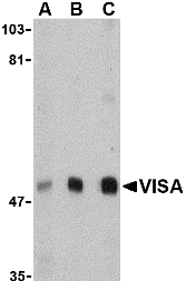 Western blot analysis of VISA in A20 cell lysate with VISA antibody at (A) 0.5, (B) 1 and (C) 2 μg/mL. Western blot analysis of VISA in A20 cell lysate with VISA antibody at (A) 0.5, (B) 1 and (C) 2 μg/mL.
