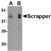 Western blot analysis of SCRAPPER in A20 cell lysate with SCRAPPER antibody at (A) 0.5 and (B) 1 μg/mL. Western blot analysis of SCRAPPER in A20 cell lysate with SCRAPPER antibody at (A) 0.5 and (B) 1 μg/mL.