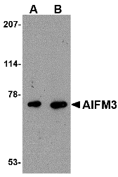Western blot analysis of AIFM3 in human brain tissue lysate with AIFM3 antibody at (A) 1 and (B) 2 μg/mL. Western blot analysis of AIFM3 in human brain tissue lysate with AIFM3 antibody at (A) 1 and (B) 2 μg/mL.