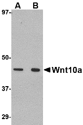 Western blot analysis of Wnt10a in RAW264.7 cell lysate with Wnt10a antibody at (A) 1 and (B) 2 μg/mL.