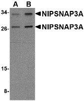 Western blot analysis of NIPSNAP3A in mouse brain tissue lysate with NIPSNAP3A antibody at (A) 0.5 and (B) 1 μg/mL. Western blot analysis of NIPSNAP3A in mouse brain tissue lysate with NIPSNAP3A antibody at (A) 0.5 and (B) 1 μg/mL.