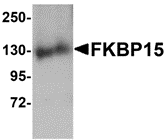 Western blot analysis of FKBP15 in 3T3 cell lysate with FKBP15 antibody at 1 μg/mL. Western blot analysis of FKBP15 in 3T3 cell lysate with FKBP15 antibody at 1 μg/mL.