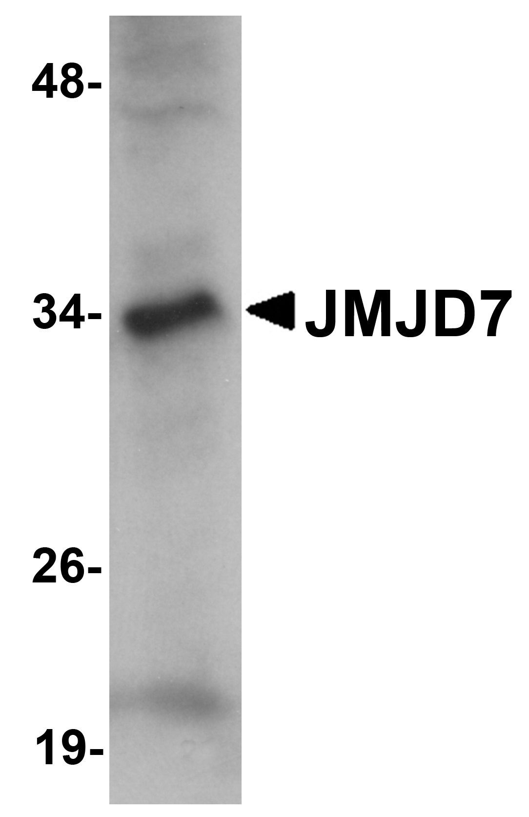 Western blot analysis of JMJD7 in 3T3 cell lysate with JMJD7 antibody at 1 μg/mL. Western blot analysis of JMJD7 in 3T3 cell lysate with JMJD7 antibody at 1 μg/mL.