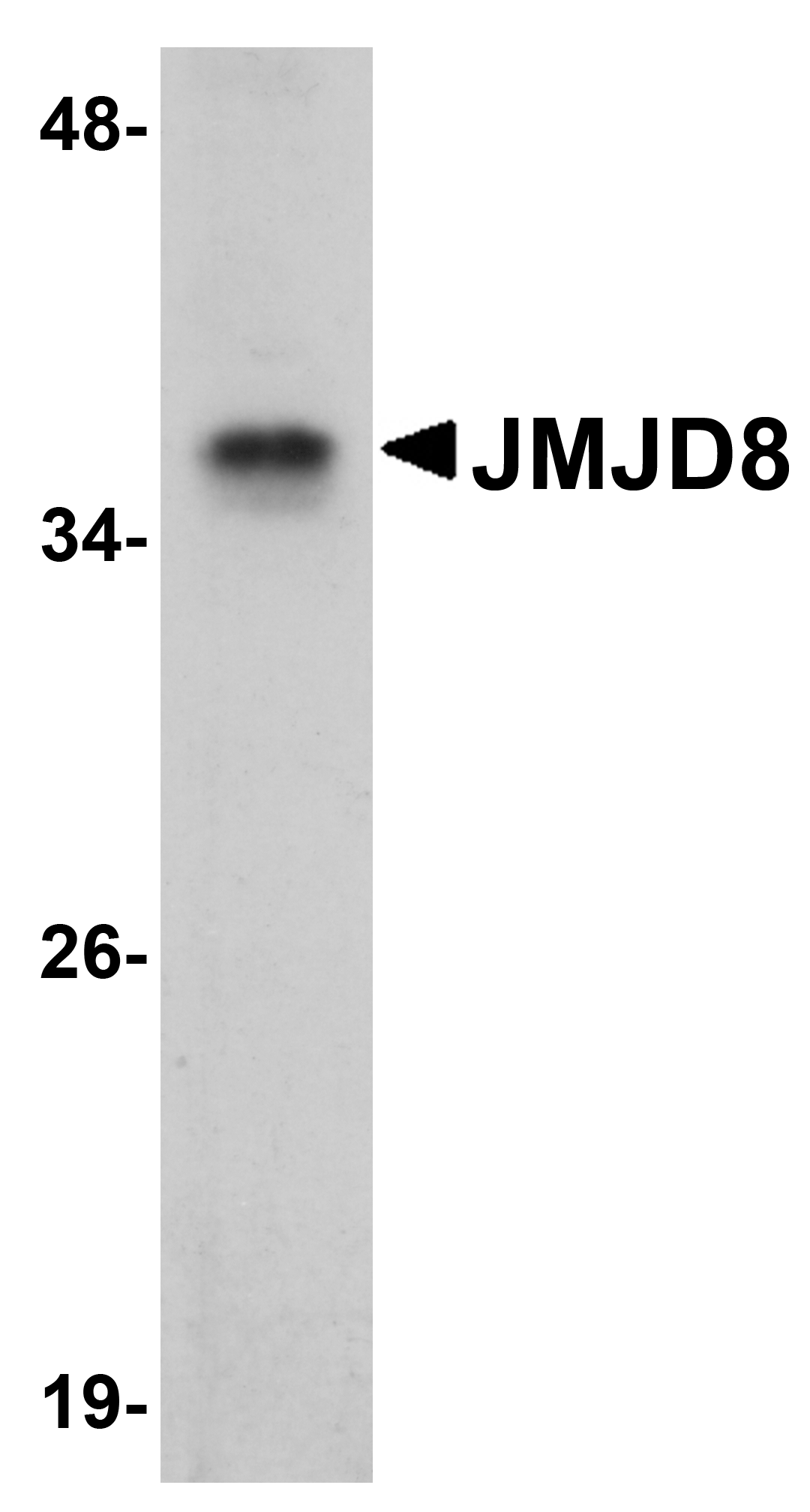 Western blot analysis of JMJD8 in rat kidney tissue lysate with JMJD8 antibody at 1 μg/mL. Western blot analysis of JMJD8 in rat kidney tissue lysate with JMJD8 antibody at 1 μg/mL.