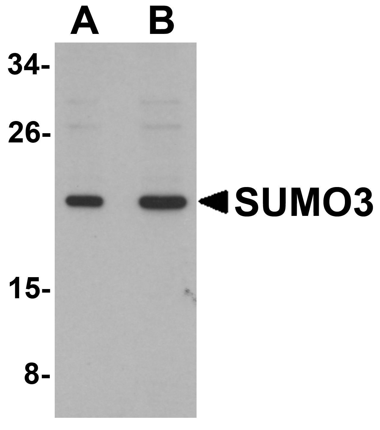 Western blot analysis of SUMO3 in mouse liver tissue lysate with SUMO3 antibody at (A) and (B) 2 μg/mL. Western blot analysis of SUMO3 in mouse liver tissue lysate with SUMO3 antibody at (A) and (B) 2 μg/mL.
