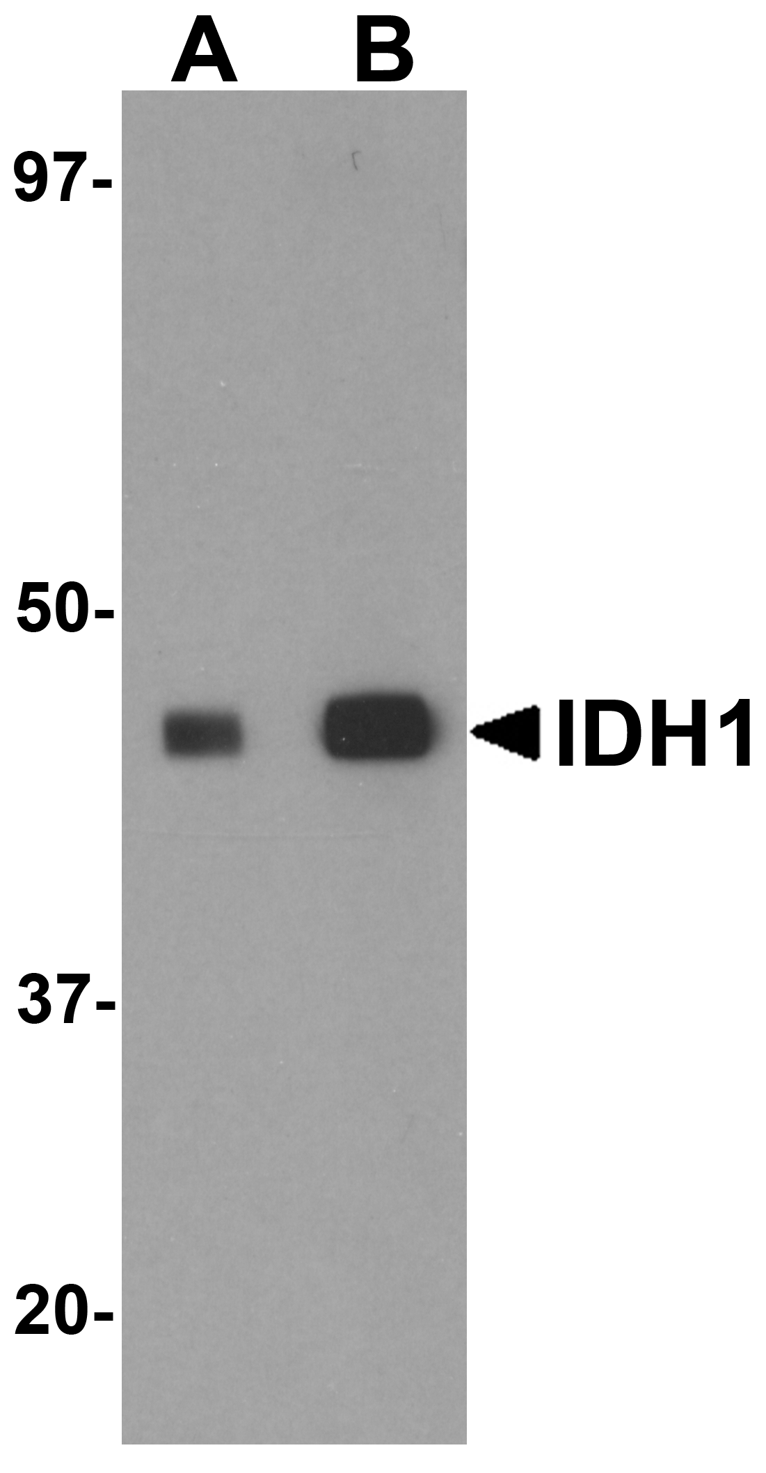 Western blot analysis of IDH1 in HepG2 cell lysate with IDH1 antibody at (A) 1 and (B) 2 μg/mL. Western blot analysis of IDH1 in HepG2 cell lysate with IDH1 antibody at (A) 1 and (B) 2 μg/mL.