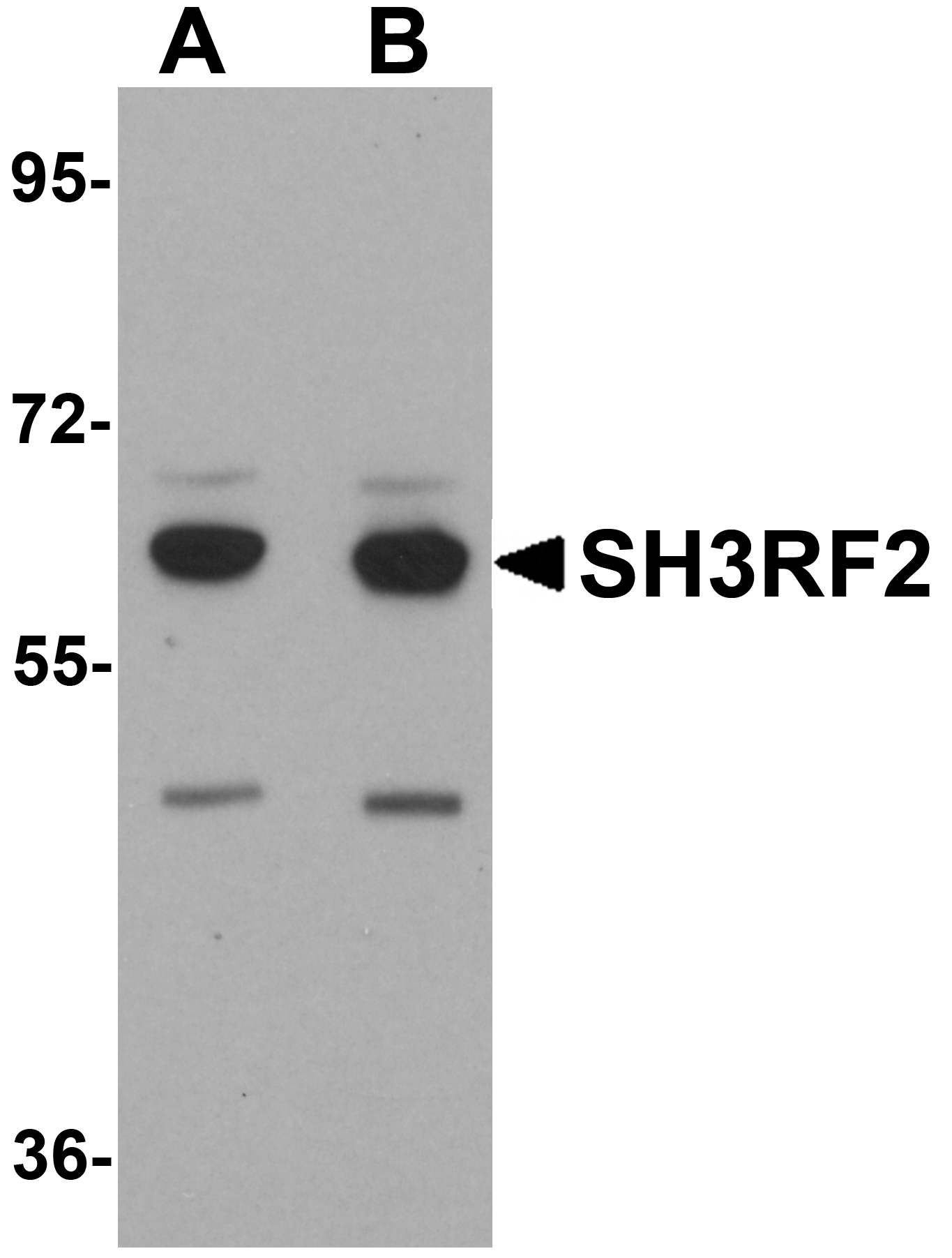 Western blot analysis of SH3RF2 in 3T3 cell lysate with SH3RF2 antibody at (A) 1 and (B) 2 μg/mL.