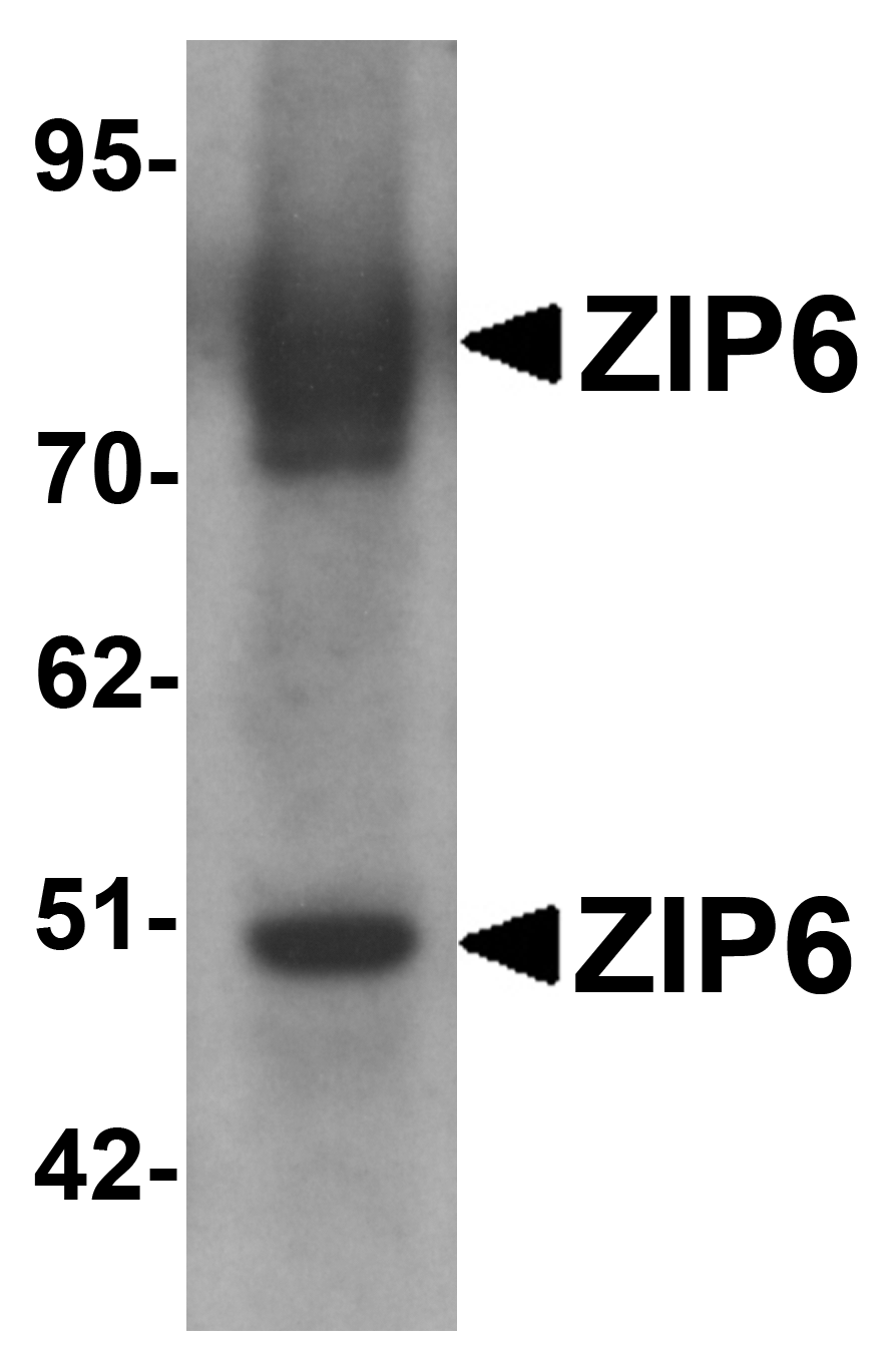 Western blot analysis of ZIP6 in mouse lung tissue lysate with ZIP6 antibody at 1 μg/mL.