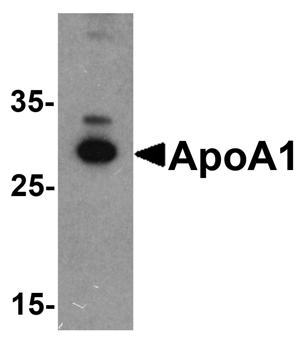Western blot analysis of ApoA1 in chicken liver tissue lysate with ApoA1 antibody at 1 μg/mL . Western blot analysis of ApoA1 in chicken liver tissue lysate with ApoA1 antibody at 1 μg/mL .