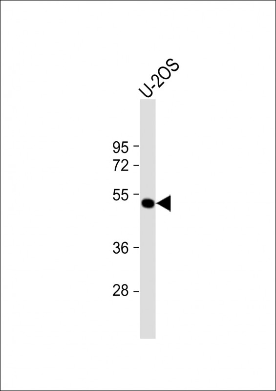 Western Blot at 1:1000 dilution + U-2OS whole cell lysate Lysates/proteins at 20 ug per lane. Western Blot at 1:1000 dilution + U-2OS whole cell lysate Lysates/proteins at 20 ug per lane.