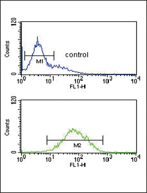 Flow cytometric analysis of K562 cells (bottom histogram) compared to a negative control cell (top histogram).FITC-conjugated goat-anti-rabbit secondary antibodies were used for the analysis. Flow cytometric analysis of K562 cells (bottom histogram) compared to a negative control cell (top histogram).FITC-conjugated goat-anti-rabbit secondary antibodies were used for the analysis.