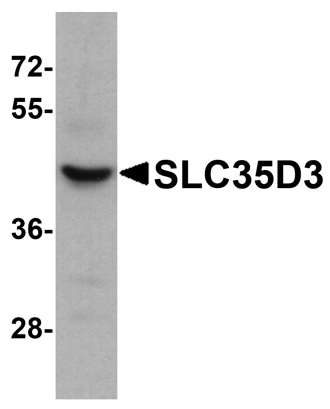 Western blot analysis of SLC35D3 in HeLa cell lysate with SLC35D3 antibody at 1 μg/mL.