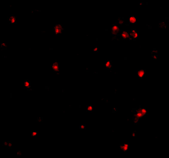 Immunofluorescence of APG7 in L1210 cells with APG7 antibody at 10 μg/mL. Immunofluorescence of APG7 in L1210 cells with APG7 antibody at 10 μg/mL.