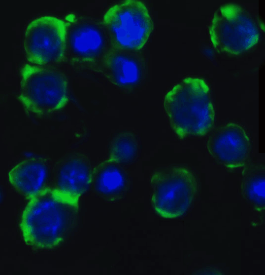 Immunofluorescence of ATG5 in Hela cells with ATG5 Antibody at 5 μg/ml.