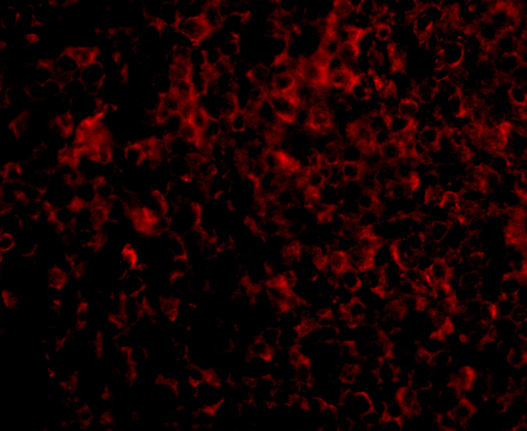 Immunofluorescence of ATG5 in Human Spleen cells with ATG5 antibody at 20 μg/mL.