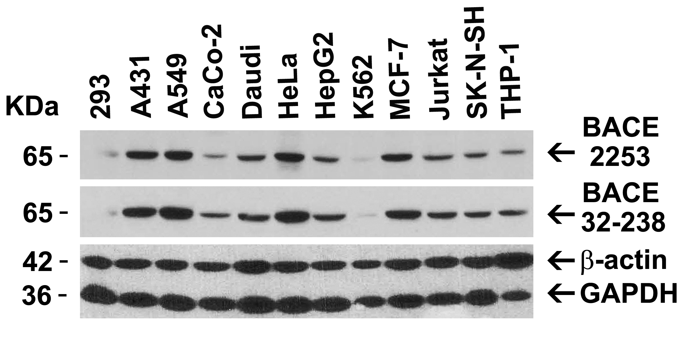 <strong>Figure 2 Independent Antibody Validation (IAV) via Protein Expression Profile in Cell Lines</strong><br>
Loading: 15 μg of lysates per lane.
Antibodies: BACE 2253 (1 μg/mL), BACE 32-238 (1 μg/mL), beta-actin (1 μg/mL), and GAPDH (0.02 μg/mL), 1h incubation at RT in 5% NFDM/TBST.
Secondary: Goat anti-rabbit IgG HRP conjugate at 1:10000 dilution. <strong>Figure 2 Independent Antibody Validation (IAV) via Protein Expression Profile in Cell Lines</strong><br>
Loading: 15 μg of lysates per lane.
Antibodies: BACE 2253 (1 μg/mL), BACE 32-238 (1 μg/mL), beta-actin (1 μg/mL), and GAPDH (0.02 μg/mL), 1h incubation at RT in 5% NFDM/TBST.
Secondary: Goat anti-rabbit IgG HRP conjugate at 1:10000 dilution.