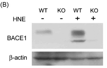 <strong>Figure 9 KO Validation of BACE in MEF Cells (Jo et al., 2010) </strong><br>
Wildtype and BACE ?/? MEFs were exposed to HNE (15_M) for 2 h. BACE1 levels were examined by Western blot with anti-BACE antibodies (2253). <strong>Figure 9 KO Validation of BACE in MEF Cells (Jo et al., 2010) </strong><br>
Wildtype and BACE ?/? MEFs were exposed to HNE (15_M) for 2 h. BACE1 levels were examined by Western blot with anti-BACE antibodies (2253).
