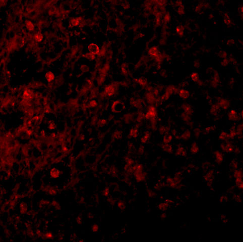 <strong>Figure 3 Immunofluorescence Validation of BCMA in Human Spleen</strong><br>
Immunofluorescent analysis of 4% paraformaldehyde-fixed human spleen labeling BCMA with 2397 at 10 μg/mL, followed by goat anti-rabbit IgG secondary antibody at 1/500 dilution (red).