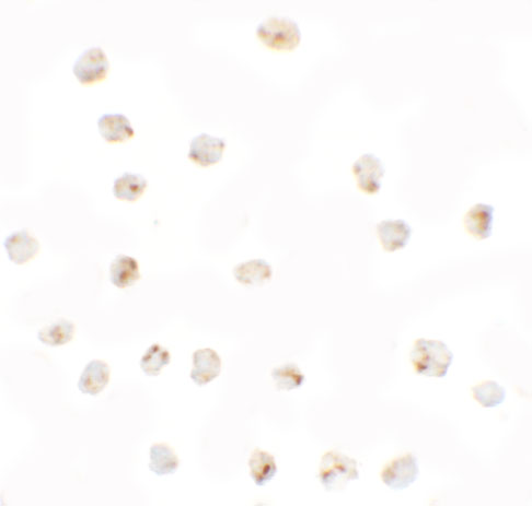 Immunocytochemistry of BMP15 in 3T3 cells with BMP15 antibody at 2.5 μg/mL. Immunocytochemistry of BMP15 in 3T3 cells with BMP15 antibody at 2.5 μg/mL.