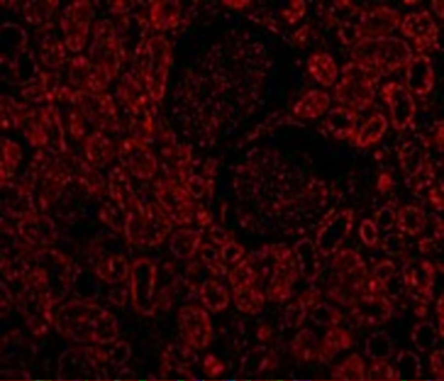 <strong>Figure 5 Immunofluorescence Validation of Bcl-2 in Human Kidney Cells</strong><br>
Immunofluorescent analysis of 4% paraformaldehyde-fixed Human Kidney Cells labeling Bcl-2 with 3335 at 10 μg/mL, followed by goat anti-rabbit IgG secondary antibody at 1/500 dilution (red). <strong>Figure 5 Immunofluorescence Validation of Bcl-2 in Human Kidney Cells</strong><br>
Immunofluorescent analysis of 4% paraformaldehyde-fixed Human Kidney Cells labeling Bcl-2 with 3335 at 10 μg/mL, followed by goat anti-rabbit IgG secondary antibody at 1/500 dilution (red).