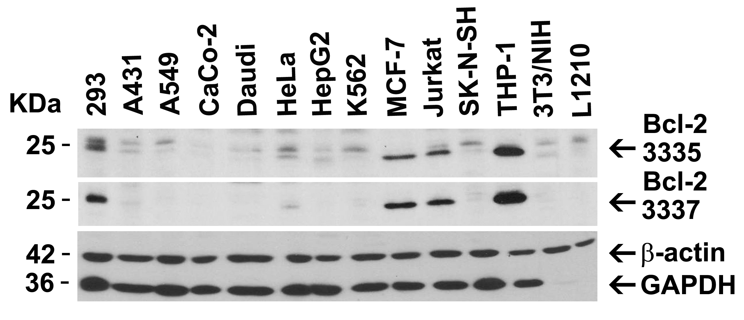<strong>Figure 2 Independent Antibody Validation (IAV) via Protein Expression Profile in Cell Lines</strong><br>
Loading: 15 μg of lysates per lane.
Antibodies: Bcl-2 3335, (2 μg/mL), Bcl-2 3337, (2 μg/mL), beta-actin (1 μg/mL) and GAPDH (0.02 μg/mL), 1h incubation at RT in 5% NFDM/TBST.
Secondary: Goat anti-rabbit IgG HRP conjugate at 1:10000 dilution. <strong>Figure 2 Independent Antibody Validation (IAV) via Protein Expression Profile in Cell Lines</strong><br>
Loading: 15 μg of lysates per lane.
Antibodies: Bcl-2 3335, (2 μg/mL), Bcl-2 3337, (2 μg/mL), beta-actin (1 μg/mL) and GAPDH (0.02 μg/mL), 1h incubation at RT in 5% NFDM/TBST.
Secondary: Goat anti-rabbit IgG HRP conjugate at 1:10000 dilution.