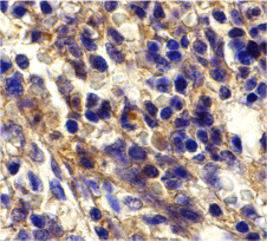 Immunohistochemistry of Bonzo in human spleen tissue with Bonzo antibody at 20 μg/mL.