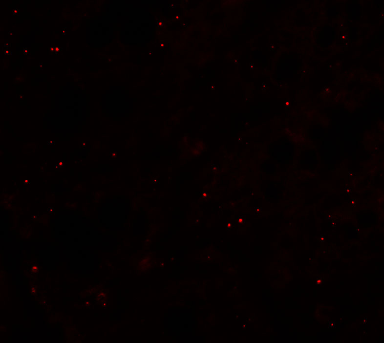 Immunofluorescence of CCP110 in rat colon tissue with CCP110 antibody at 20 μg/mL.