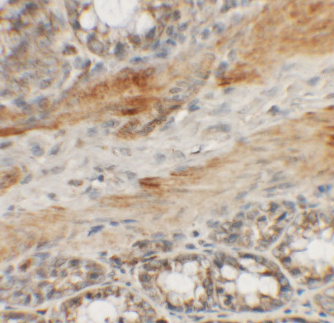 Immunohistochemistry of CCP110 in rat colon tissue with CCP110 antibody at 5 μg/mL.
