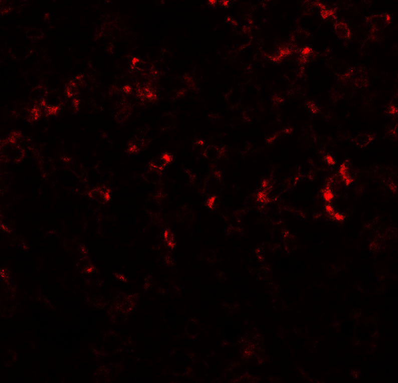 Immunofluorescence of CEBPD in human spleen tissue with CEBPD antibody at 20 μg/mL. Immunofluorescence of CEBPD in human spleen tissue with CEBPD antibody at 20 μg/mL.