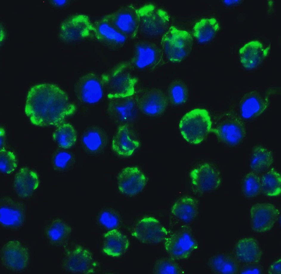 Immunofluorescence of CIKS in A549 cells with CIKS antibody at 20 μg/mL.<br><br>Green: CIKS Antibody (2501) <br> Blue: DAPI staining Immunofluorescence of CIKS in A549 cells with CIKS antibody at 20 μg/mL.<br><br>Green: CIKS Antibody (2501) <br> Blue: DAPI staining