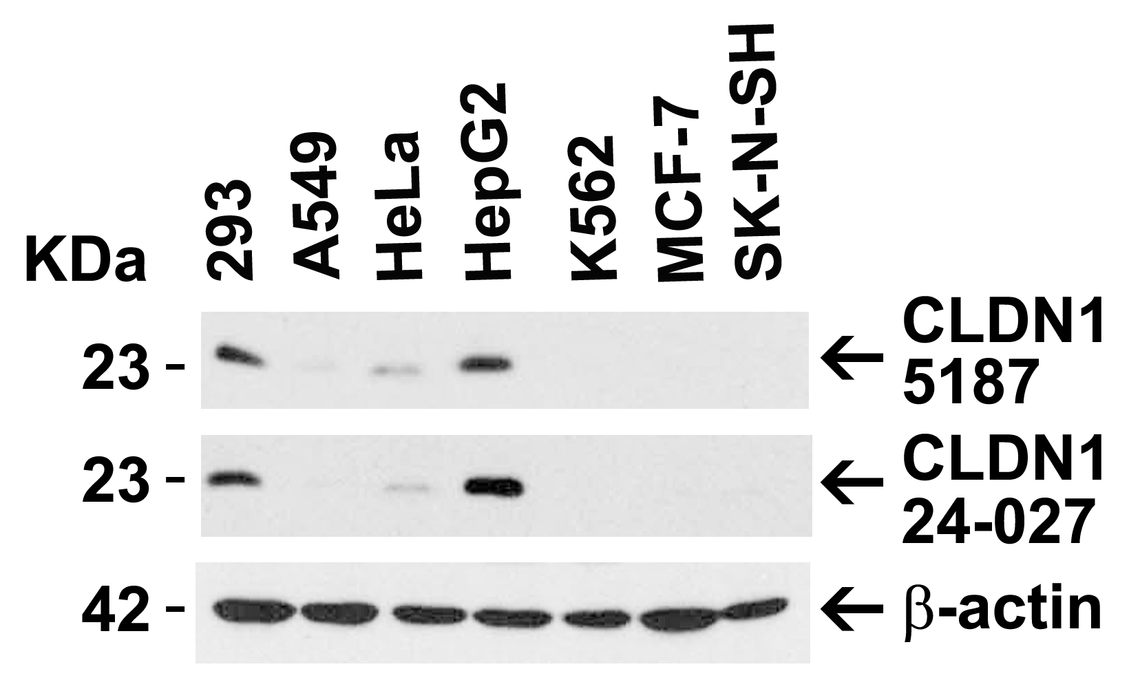 <strong>Figure 1 Independent Antibody Validation (IAV) via Protein Expression Profile in Human Cell Lines</strong><br>
Loading: 15 μg of lysates per lane.
Antibodies: CLDN1, 5187 (1 μg/mL), CLDN1, 24-027 (2 μg/mL), and beta-actin (1 μg/mL), 1h incubation at RT in 5% NFDM/TBST.
Secondary: Goat anti-rabbit IgG HRP conjugate at 1:10000 dilution. <strong>Figure 1 Independent Antibody Validation (IAV) via Protein Expression Profile in Human Cell Lines</strong><br>
Loading: 15 μg of lysates per lane.
Antibodies: CLDN1, 5187 (1 μg/mL), CLDN1, 24-027 (2 μg/mL), and beta-actin (1 μg/mL), 1h incubation at RT in 5% NFDM/TBST.
Secondary: Goat anti-rabbit IgG HRP conjugate at 1:10000 dilution.