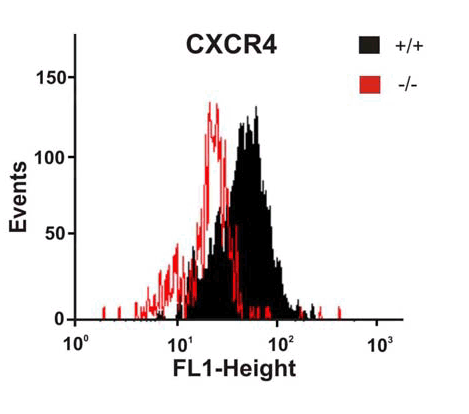 <strong>Figure 10 KO Validation of CXCR4 by Flow Cytometry (?demis, et al., 2010) </strong><br> Astrocytes from wild-type or CXCR4 knockout mice were stained with primary antibodies against CXCR4 and FITC-labeled secondary antibodies, and subsequently subjected to flow cytometry. CXCR4?/? astrocytes (red) showed loss of CXCR4 cell-surface expression compared with wild-type cells (black). <strong>Figure 10 KO Validation of CXCR4 by Flow Cytometry (?demis, et al., 2010) </strong><br> Astrocytes from wild-type or CXCR4 knockout mice were stained with primary antibodies against CXCR4 and FITC-labeled secondary antibodies, and subsequently subjected to flow cytometry. CXCR4?/? astrocytes (red) showed loss of CXCR4 cell-surface expression compared with wild-type cells (black).