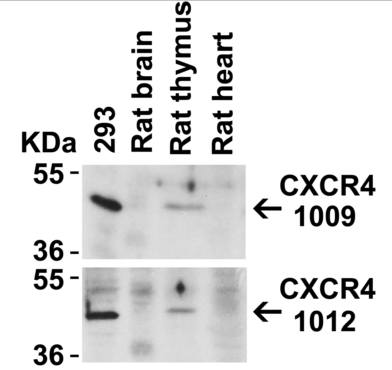 <strong>Figure 4 Animal Species Reactivity </strong><br> Loading: Lysates/proteins at 20 μg per lane. Antibodies: 1009 (2 μg/mL) or 1012 (2 μg/mL). 1 h incubation at RT in 5% NFDM/TBST. Secondary: Goat anti-rabbit IgG HRP conjugate at 1:10000 dilution. <strong>Figure 4 Animal Species Reactivity </strong><br> Loading: Lysates/proteins at 20 μg per lane. Antibodies: 1009 (2 μg/mL) or 1012 (2 μg/mL). 1 h incubation at RT in 5% NFDM/TBST. Secondary: Goat anti-rabbit IgG HRP conjugate at 1:10000 dilution.
