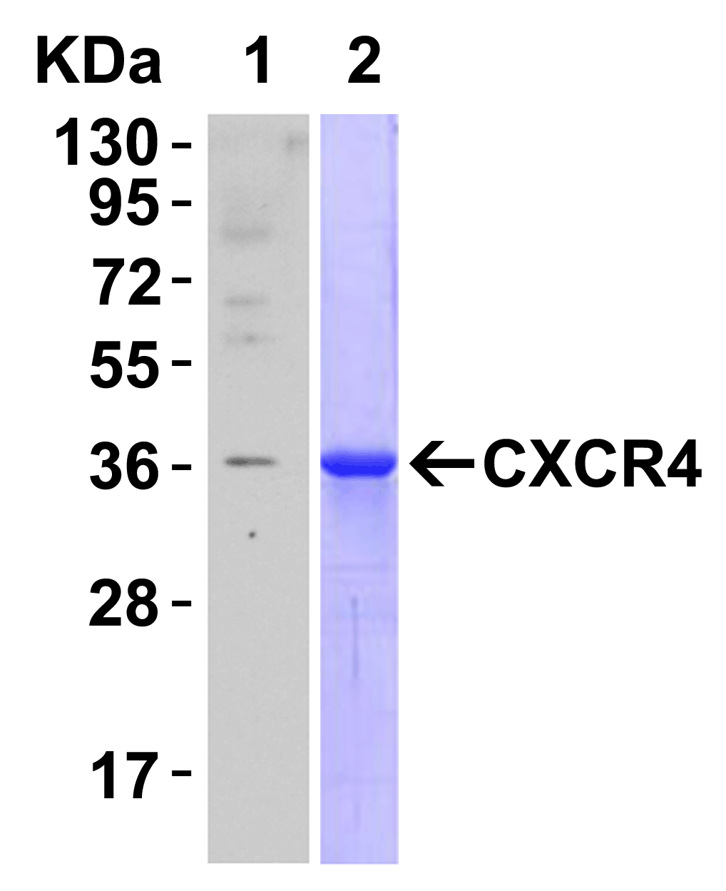 <strong>Figure 5 Recombinant Protein Test </strong><br> Loading: CXCR4 partial recombinant protein (Novus Biologicals, Cat# H00007852-Q01). Lane 1: Anti-CXCR4 antibody (0.1 μg/mL) 1 h incubation at RT in 5% NFDM/TBST. Lane 2: Coomassie blue staining. Secondary: Goat anti-rabbit IgG HRP conjugate at 1:10000 dilution. <strong>Figure 5 Recombinant Protein Test </strong><br> Loading: CXCR4 partial recombinant protein (Novus Biologicals, Cat# H00007852-Q01). Lane 1: Anti-CXCR4 antibody (0.1 μg/mL) 1 h incubation at RT in 5% NFDM/TBST. Lane 2: Coomassie blue staining. Secondary: Goat anti-rabbit IgG HRP conjugate at 1:10000 dilution.