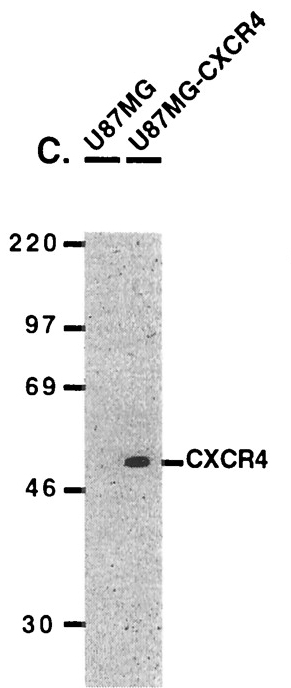 <strong>Figure 11 Overexpression Validation of CXCR4 (Kozak et al., 2002) </strong><br> U87MG and U87MG-CXCR4 extracts were included as negative and positive controls, respectively, for CXCR4 detection with anti-CXCR4 antibodies. <strong>Figure 11 Overexpression Validation of CXCR4 (Kozak et al., 2002) </strong><br> U87MG and U87MG-CXCR4 extracts were included as negative and positive controls, respectively, for CXCR4 detection with anti-CXCR4 antibodies.