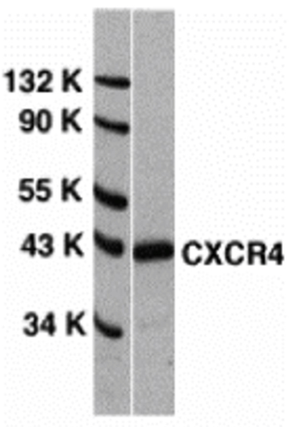 <strong>Figure 1 Western Blot Validation of CXCR4 in HeLa Cells </strong><br> Loading: 15 μg of lysates per lane. Antibodies: 1009 (1 μg/mL), 1 h incubation at RT in 5% NFDM/TBST. Secondary: Goat anti-rabbit IgG HRP conjugate at 1:10000 dilution. <strong>Figure 1 Western Blot Validation of CXCR4 in HeLa Cells </strong><br> Loading: 15 μg of lysates per lane. Antibodies: 1009 (1 μg/mL), 1 h incubation at RT in 5% NFDM/TBST. Secondary: Goat anti-rabbit IgG HRP conjugate at 1:10000 dilution.