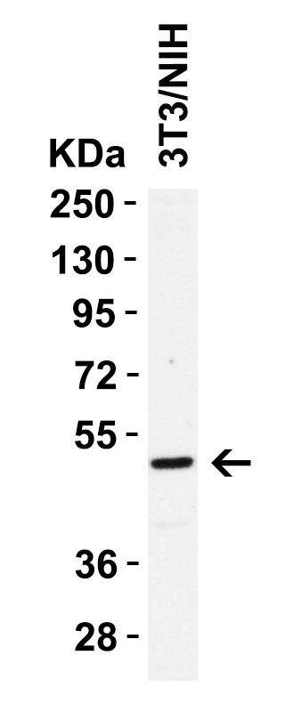 <strong>WB Validation in Mouse 3T3/NIH Cells</strong><br>
Loading: 15 μg of 3T3/NIH cell lysate
Antibodies: Casp8 3473, 1 μg/mL, 1 h incubation at RT in 5% NFDM/TBST.
Secondary: Goat Anti-Rabbit IgG HRP conjugate at 1:10000 dilution. <strong>WB Validation in Mouse 3T3/NIH Cells</strong><br>
Loading: 15 μg of 3T3/NIH cell lysate
Antibodies: Casp8 3473, 1 μg/mL, 1 h incubation at RT in 5% NFDM/TBST.
Secondary: Goat Anti-Rabbit IgG HRP conjugate at 1:10000 dilution.