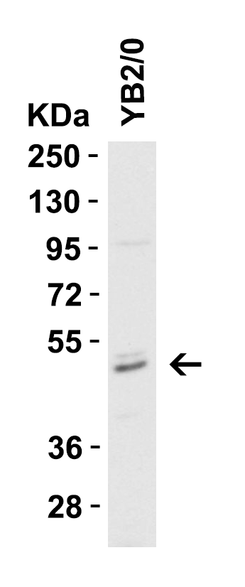 <strong>WB Validation in Rat YB2/0 Cells</strong><br>
Loading: 15 μg of YB2/0 cell lysate
Antibodies: Casp8 3473, 1 μg/mL, 1 h incubation at RT in 5% NFDM/TBST.
Secondary: Goat Anti-Rabbit IgG HRP conjugate at 1:10000 dilution. <strong>WB Validation in Rat YB2/0 Cells</strong><br>
Loading: 15 μg of YB2/0 cell lysate
Antibodies: Casp8 3473, 1 μg/mL, 1 h incubation at RT in 5% NFDM/TBST.
Secondary: Goat Anti-Rabbit IgG HRP conjugate at 1:10000 dilution.