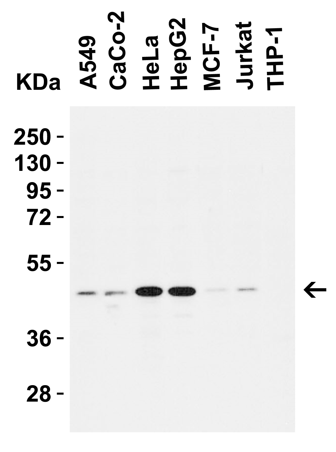 <strong>Figure 2 Western Blot Validation in Human Cell Lines</strong><br>
Loading: 15 μg of lysates per lane.
Antibodies: : Caspase 9, 2073 (1 μg/mL)), 1h incubation at RT in 5% NFDM/TBST.
Secondary: Goat anti-rabbit IgG HRP conjugate at 1:10000 dilution. <strong>Figure 2 Western Blot Validation in Human Cell Lines</strong><br>
Loading: 15 μg of lysates per lane.
Antibodies: : Caspase 9, 2073 (1 μg/mL)), 1h incubation at RT in 5% NFDM/TBST.
Secondary: Goat anti-rabbit IgG HRP conjugate at 1:10000 dilution.