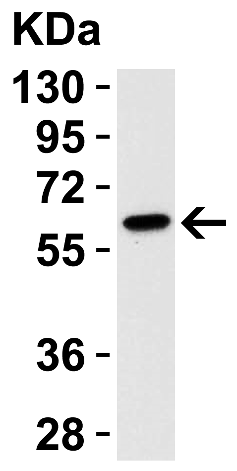 <strong>Figure 3 Western Blot Validation in Mouse Cell Line</strong><br>
Loading: 15 μg of 3T3/NIH cell lysate.
Antibodies: : Caspase 9, 2073 (1 μg/mL)), 1h incubation at RT in 5% NFDM/TBST.
Secondary: Goat anti-rabbit IgG HRP conjugate at 1:10000 dilution. <strong>Figure 3 Western Blot Validation in Mouse Cell Line</strong><br>
Loading: 15 μg of 3T3/NIH cell lysate.
Antibodies: : Caspase 9, 2073 (1 μg/mL)), 1h incubation at RT in 5% NFDM/TBST.
Secondary: Goat anti-rabbit IgG HRP conjugate at 1:10000 dilution.