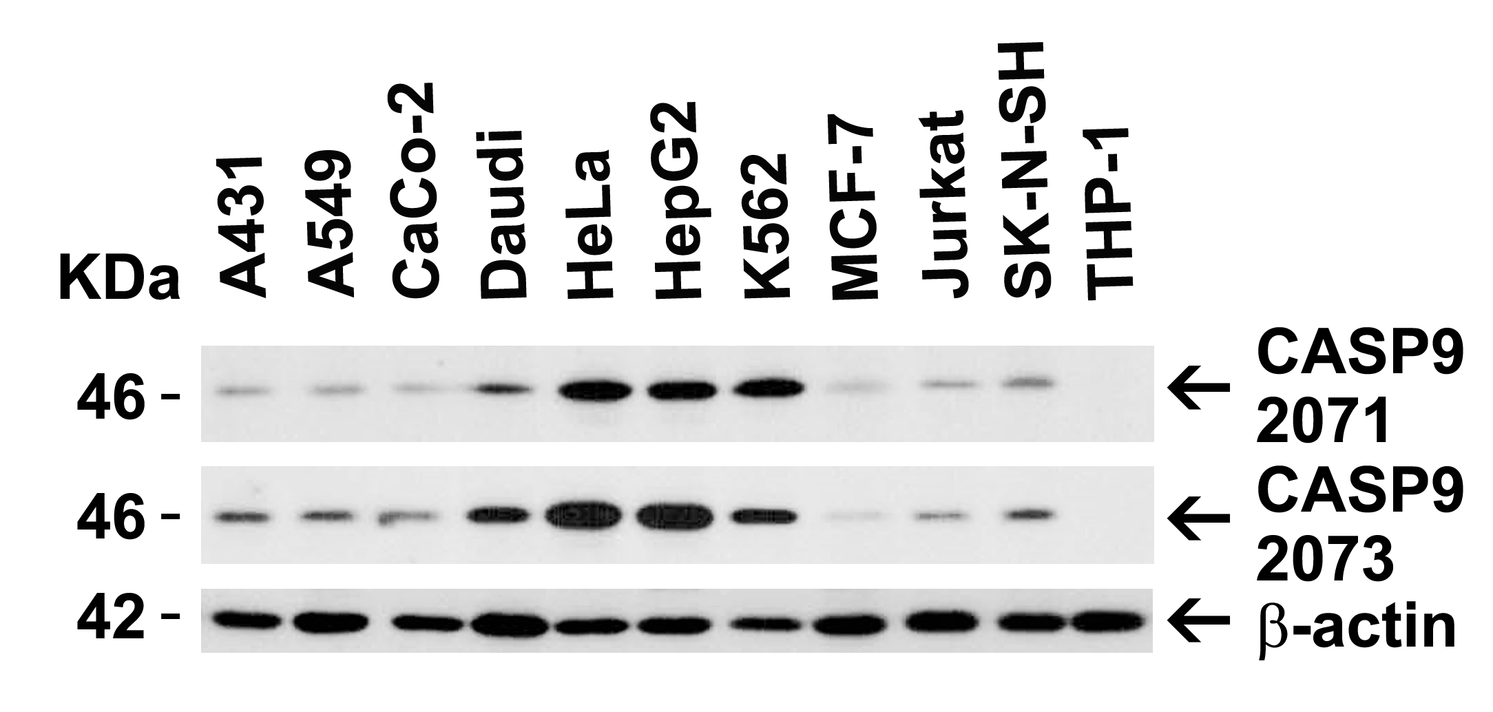 <strong>Figure 1 Independent Antibody Validation (IAV) via Protein Expression Profile in Human Cell Lines</strong><br>
Loading: 15 μg of lysates per lane.
Antibodies: Caspase 9, 2071 (1 μg/mL), Caspase 9, 2073 (1 μg/mL) and beta-actin (1.5 μg/mL), 1h incubation at RT in 5% NFDM/TBST.
Secondary: Goat anti-rabbit IgG HRP conjugate at 1:10000 dilution. <strong>Figure 1 Independent Antibody Validation (IAV) via Protein Expression Profile in Human Cell Lines</strong><br>
Loading: 15 μg of lysates per lane.
Antibodies: Caspase 9, 2071 (1 μg/mL), Caspase 9, 2073 (1 μg/mL) and beta-actin (1.5 μg/mL), 1h incubation at RT in 5% NFDM/TBST.
Secondary: Goat anti-rabbit IgG HRP conjugate at 1:10000 dilution.