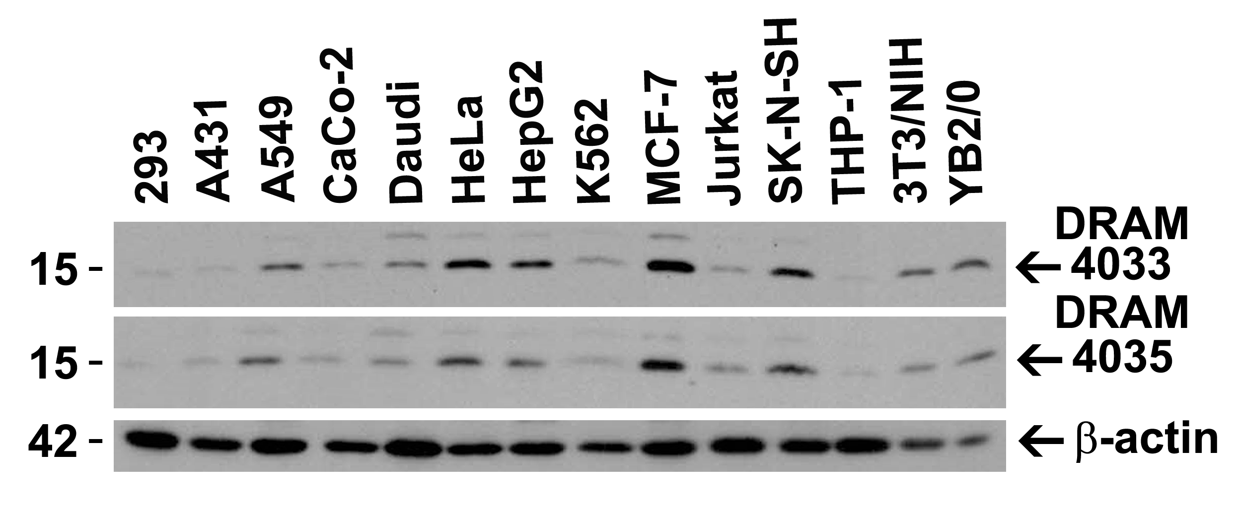 <strong>Figure 2 Independent Antibody Validation (IAV) via Protein Expression Profile in Cell Lines</strong><br>
Loading: 15 μg of lysates per lane.
Antibodies: DRAM 4033 (0.5 μg/mL), DRAM 4035 (2 μg/mL), beta-actin (1 μg/mL) and GAPDH (0.02 μg/mL), 1h incubation at RT in 5% NFDM/TBST.
Secondary: Goat anti-rabbit IgG HRP conjugate at 1:10000 dilution. <strong>Figure 2 Independent Antibody Validation (IAV) via Protein Expression Profile in Cell Lines</strong><br>
Loading: 15 μg of lysates per lane.
Antibodies: DRAM 4033 (0.5 μg/mL), DRAM 4035 (2 μg/mL), beta-actin (1 μg/mL) and GAPDH (0.02 μg/mL), 1h incubation at RT in 5% NFDM/TBST.
Secondary: Goat anti-rabbit IgG HRP conjugate at 1:10000 dilution.