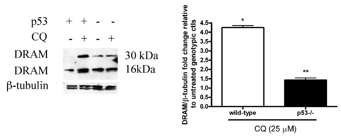 <strong>Figure 5 Induced Expression of DRAM by CQ in Mouse Neural Precursor Cells (NPCs) (Walls et al., 2010) </strong><br>
WT and p53-deficient NPC cells were treated with or without 25μM CQ for 24hr. CQ treatment caused the increased expression level in both DRAM dimer (32kD) and monomer (16kD) compared to the untreated controls. WB results show DRAM induction was p53-dependent. <strong>Figure 5 Induced Expression of DRAM by CQ in Mouse Neural Precursor Cells (NPCs) (Walls et al., 2010) </strong><br>
WT and p53-deficient NPC cells were treated with or without 25μM CQ for 24hr. CQ treatment caused the increased expression level in both DRAM dimer (32kD) and monomer (16kD) compared to the untreated controls. WB results show DRAM induction was p53-dependent.